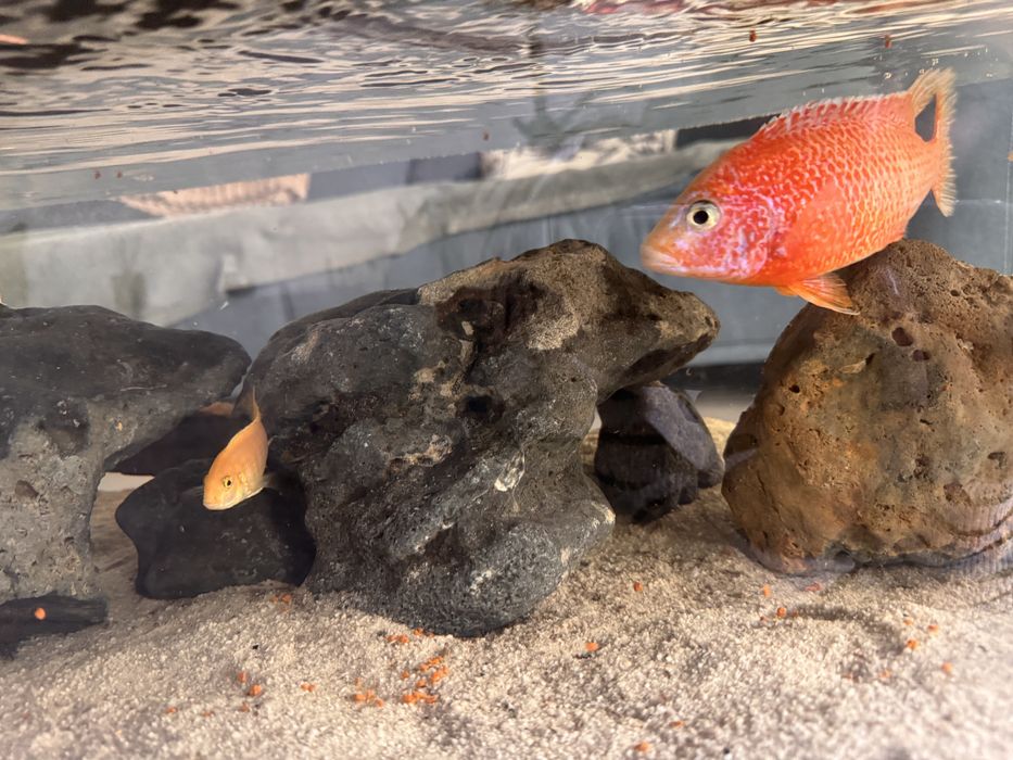 Acvariu in masa cu pesti, cliclide africane