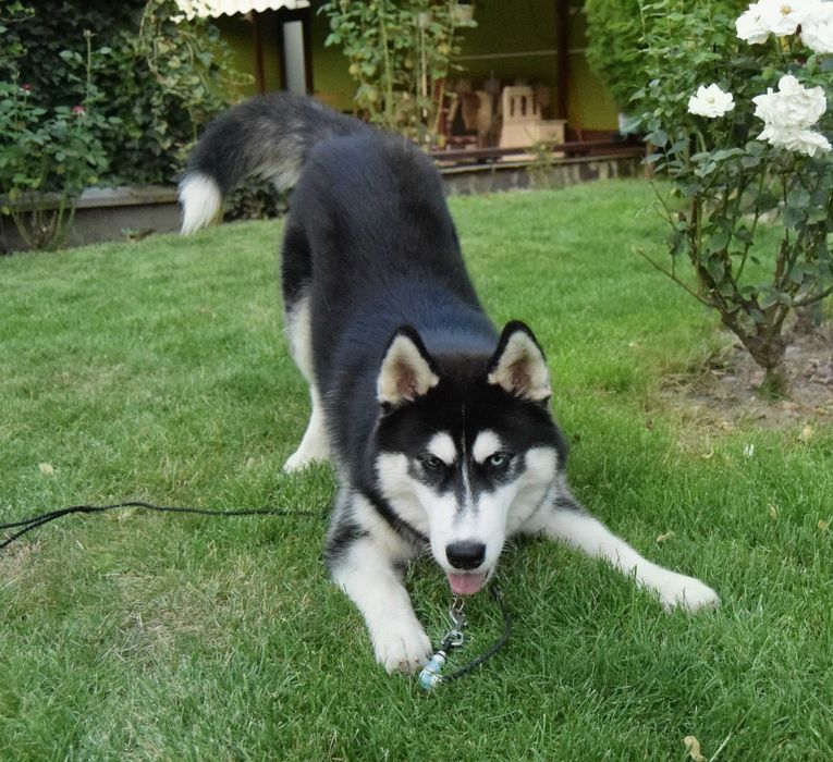Pui Husky Siberian, părinți multipli campioni.