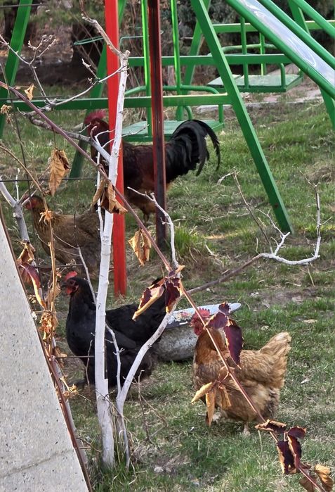 Продам кур домашних