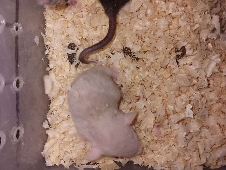 Продам  декоративных  крыс  Дамбо