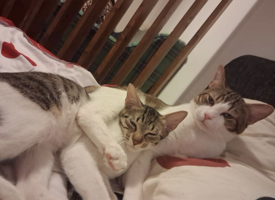 Motanel pentru adoptie,motan de adoptat,motan frumos,pisica adoptie