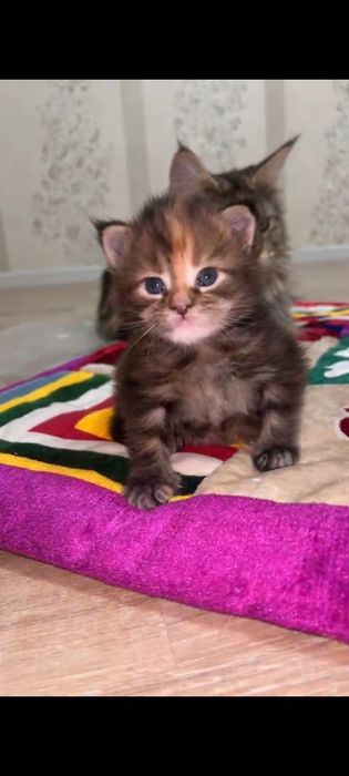 Мейн Кун котенок