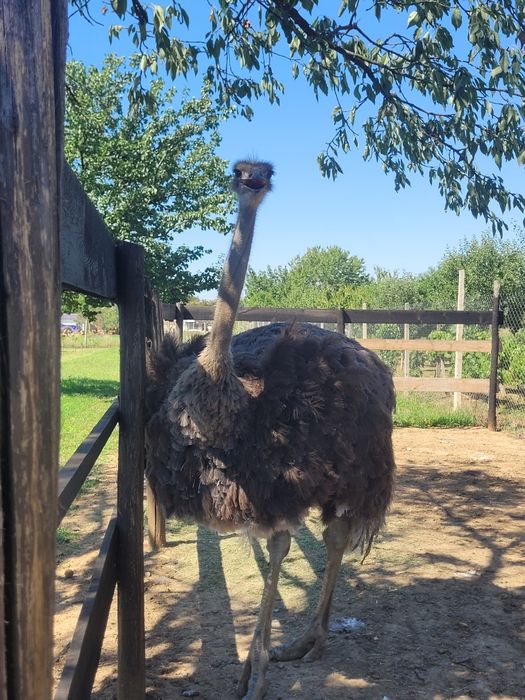 De vânzare o femele de struț