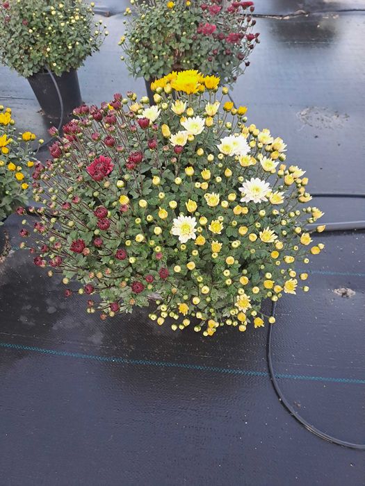 Кълбовидна хризантема-13лв