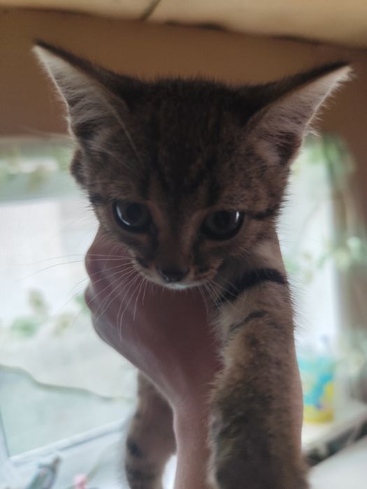 Отдам котенка девочка
