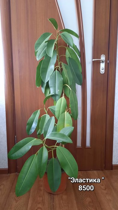 Фикусы.  различных сортов.