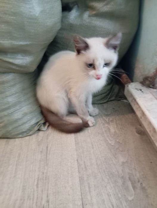Котёнок, кот, бесплатно