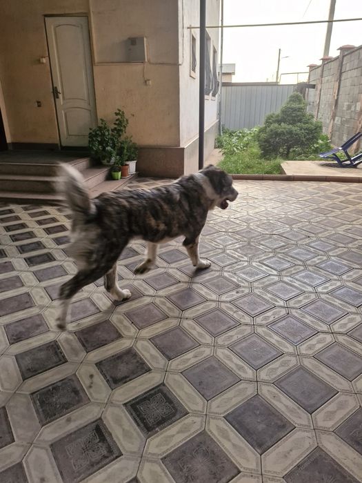 Собака алабай сучка