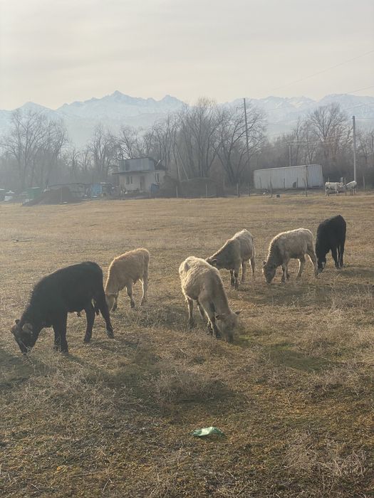 Продаётся подсос телята