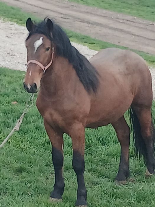 Vând armăsar de 2 ani