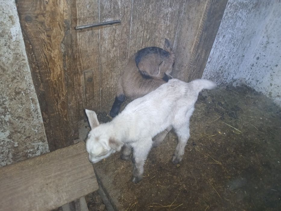 Iezi mici de vanzare fătați in 8 februarie