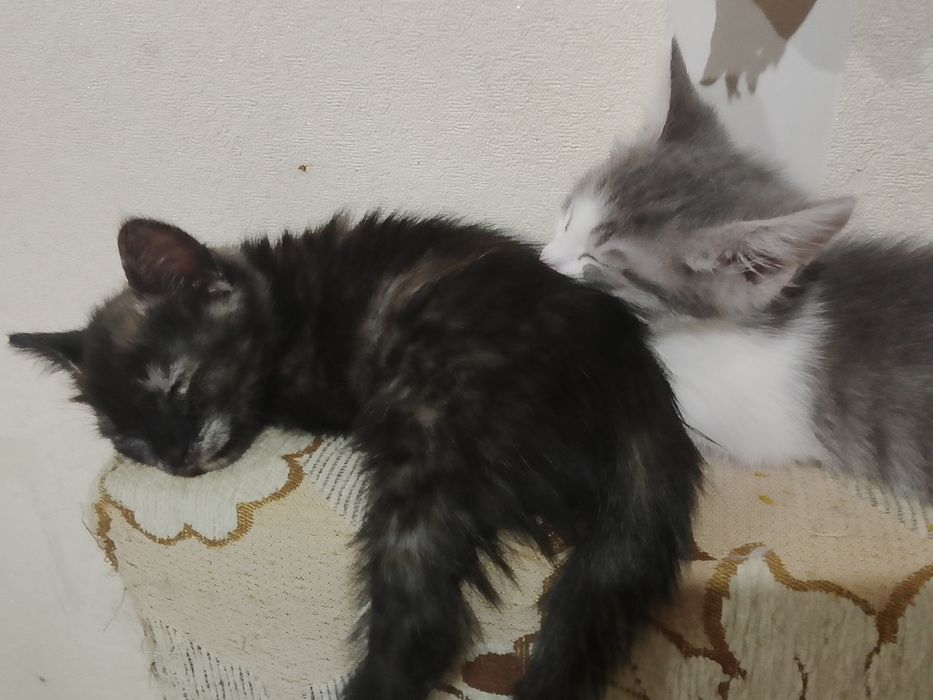 Котята мальчики девочки