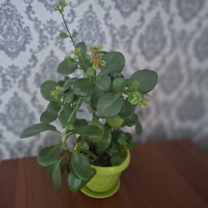 Продам цветок каланхое Блоссфельда