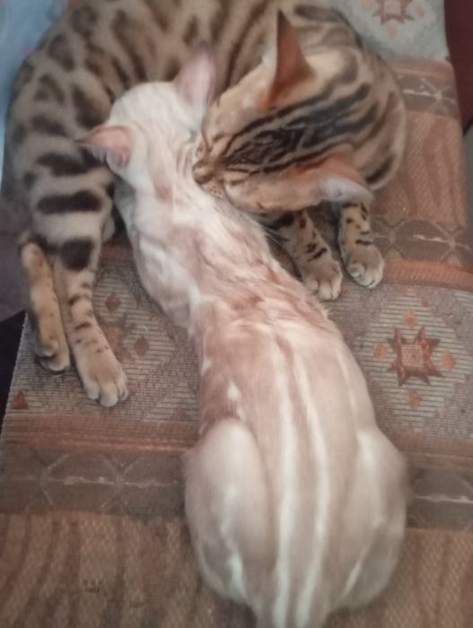 Продается бенгальский котенок ( кот).