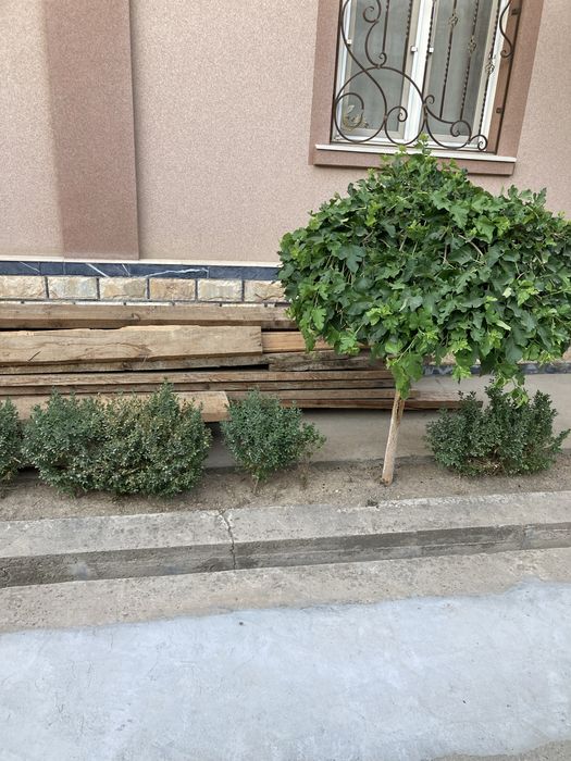 Страпила тусин рейкалар сотилади