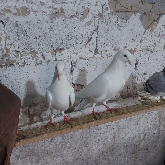 Бели Иран пара гатовый лет с игрой