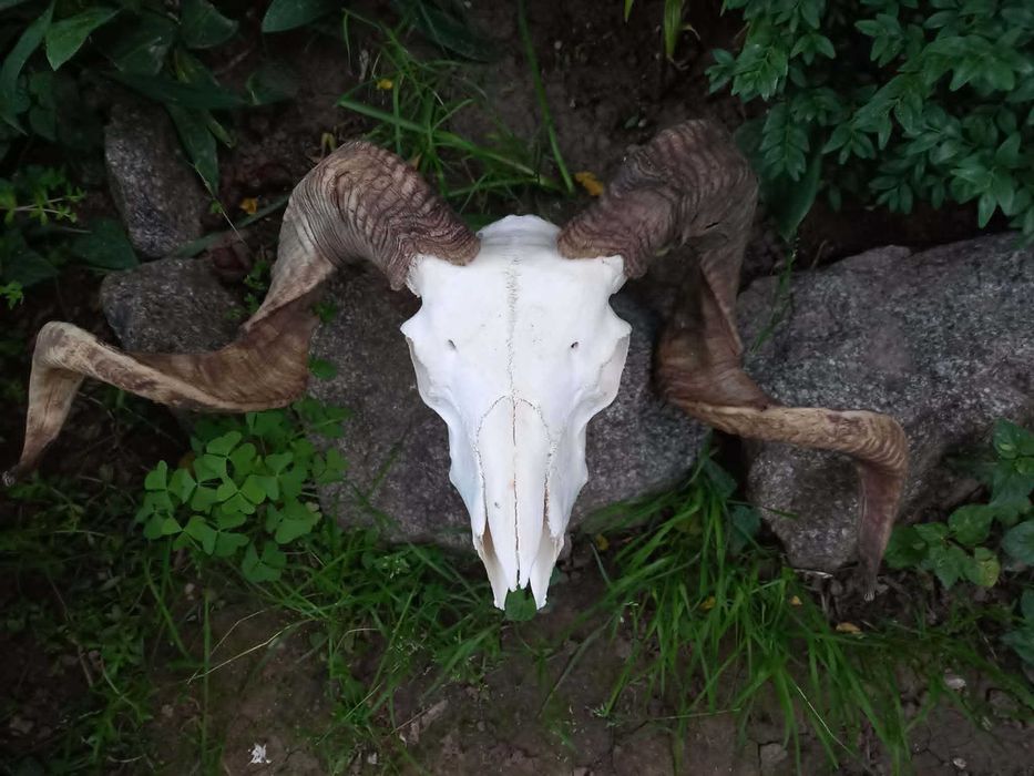 trofeu-trofee-craniu-coarne de berbec rock gothic
