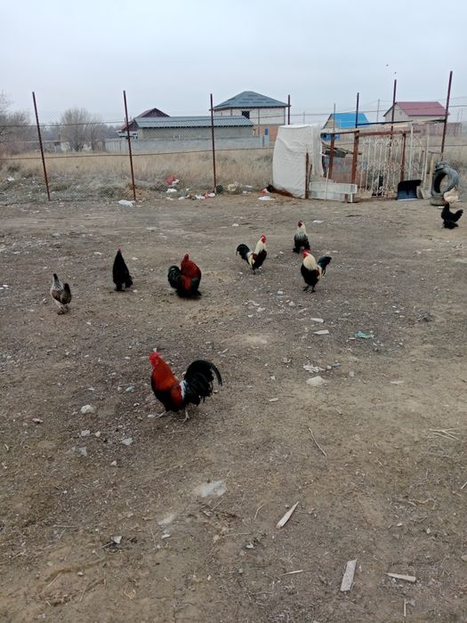 Продам карликовыйе петушки