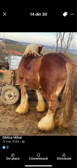 Disponibil manz de 5luni din parinti buni mai multe detalii in privat.