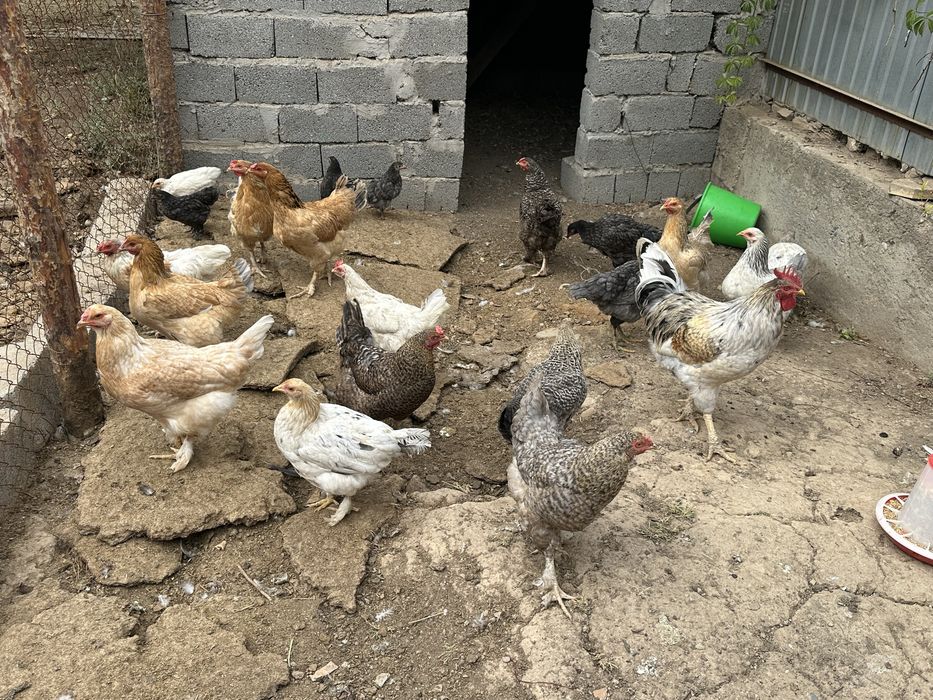 Продаются домашние куры