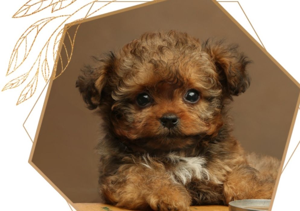 Прадаётся мальтипу Ф_1 девочка и мальчик в наличи