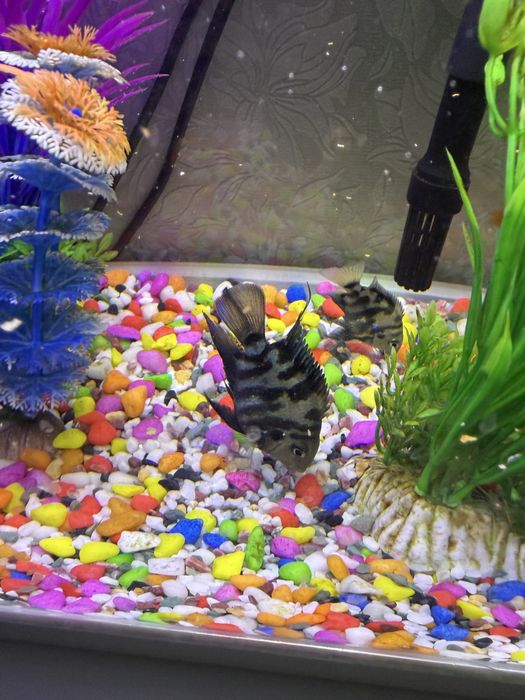 Продам рыбок 2 шт.