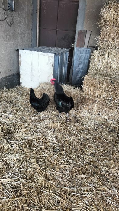 Продаются цыплята пород Черный принц , Адлер, Джерси
