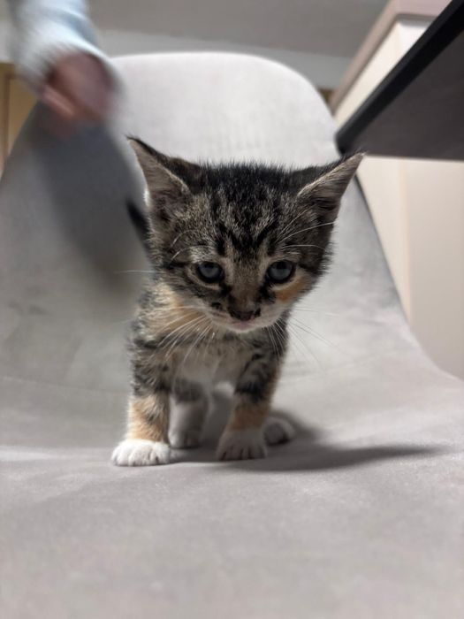 Pisicuțe spre adopție