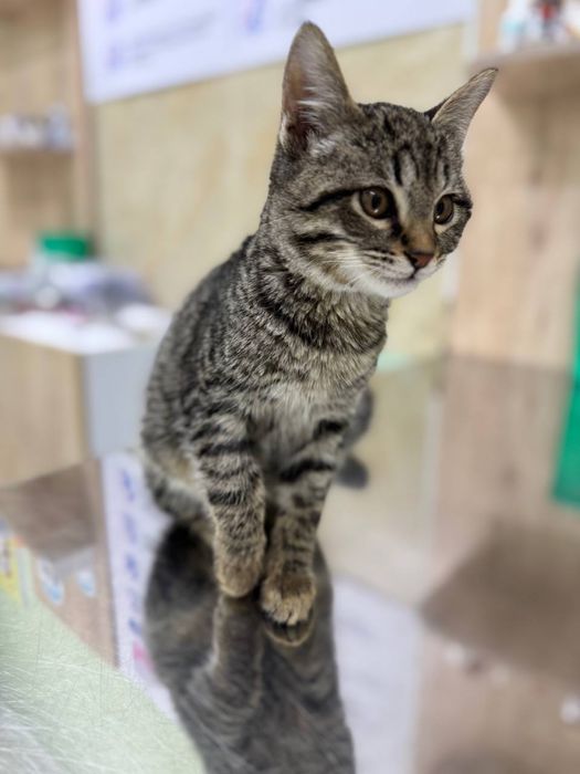 Отдам в хорошие руки!!Бесплатно !