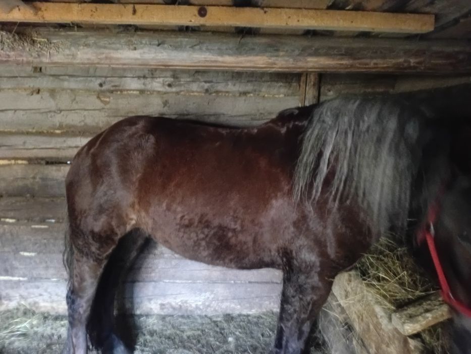 Vind minză de 5 ani