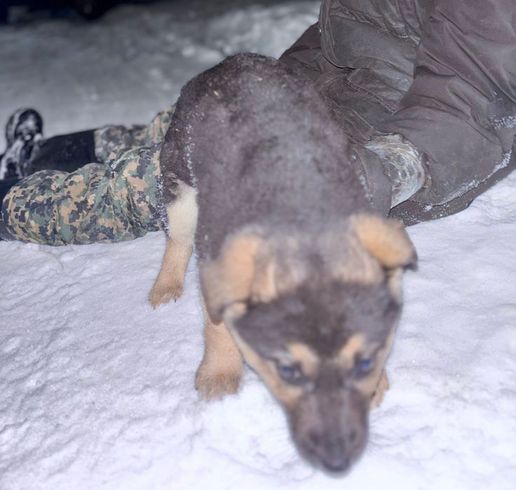 Авчарка еркек кушік