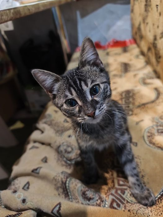 Котенок мальчик ищет дом