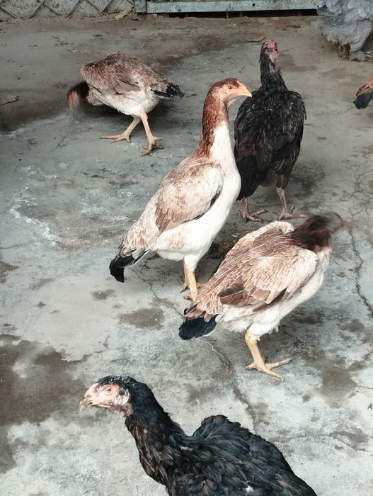 Дакан товуклари ва тухумлари сотиладии