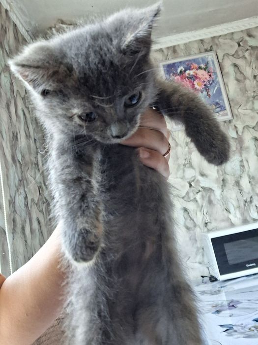 Коты девочка и мальчик