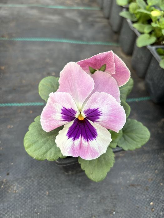 Едроцветни теменужки