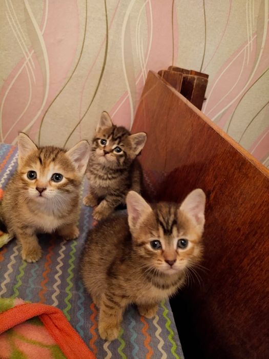 Продам малышей в добрые руки