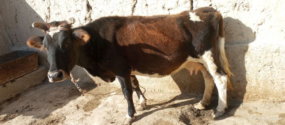 Qisir sigir sotiladi