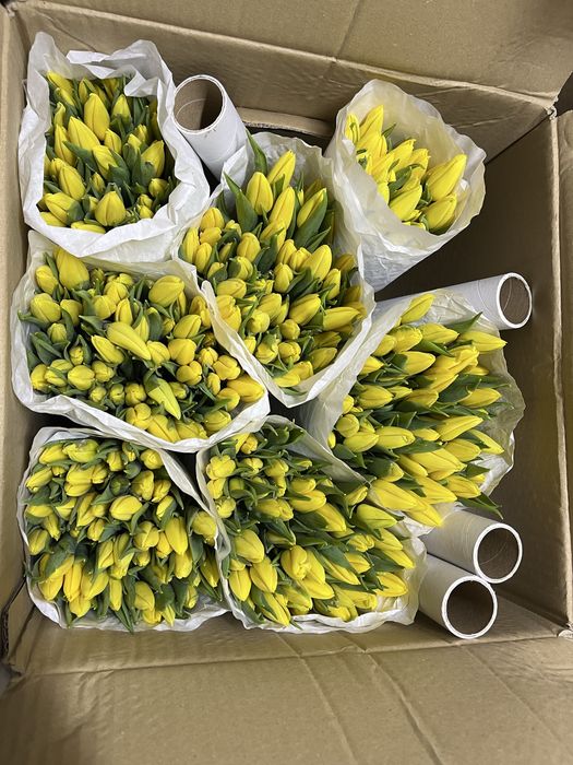 Продам тюльпаны!!!