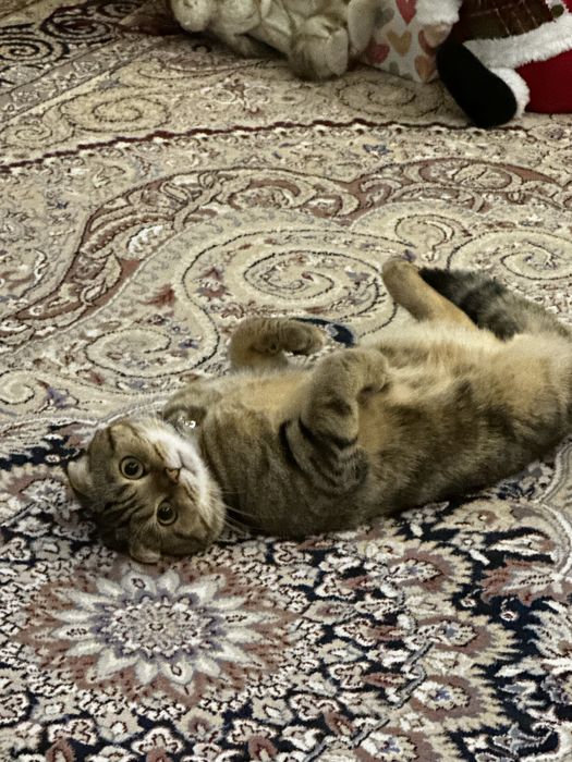 Продаётся скотиш фолд