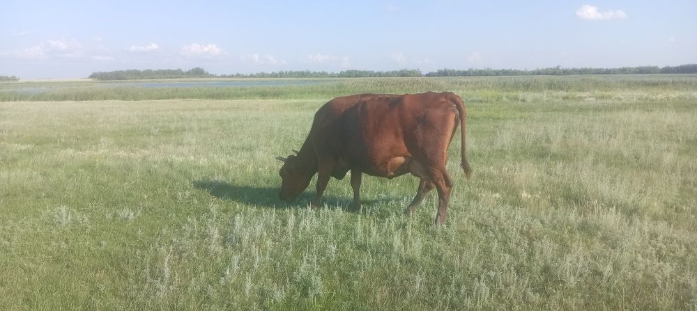 Продам 3 коровы возраст по 4 лет
