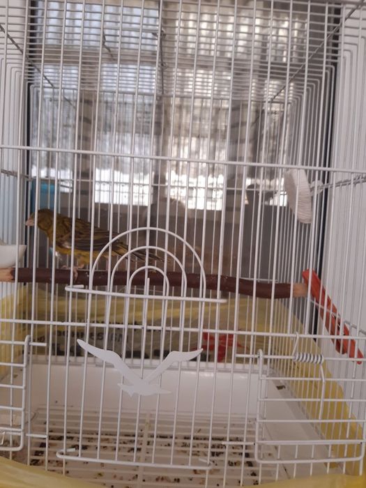 Продам Канарейку!