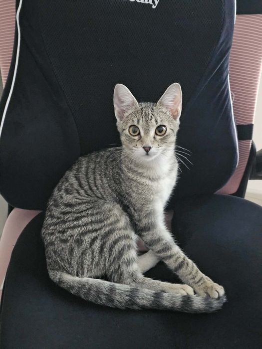 Donez URGENT motan tigrat,  castrat, varsta 1 an.