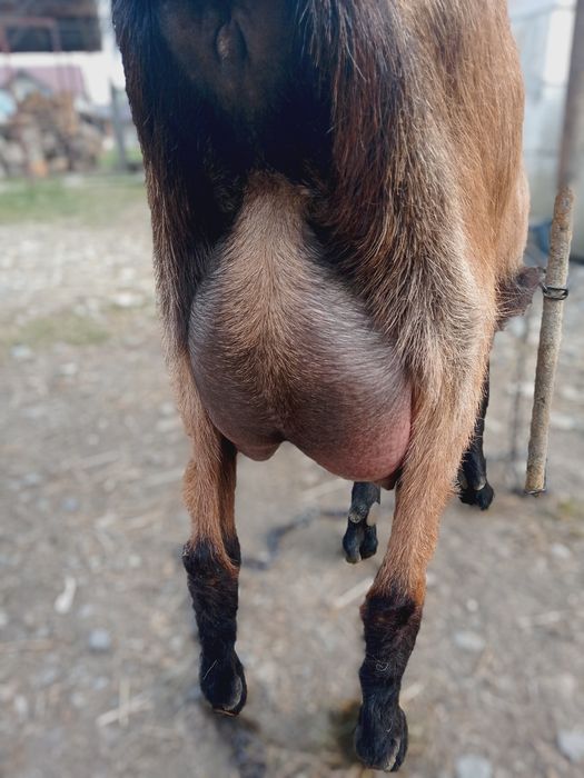 Vind urgent ieduță de rasă