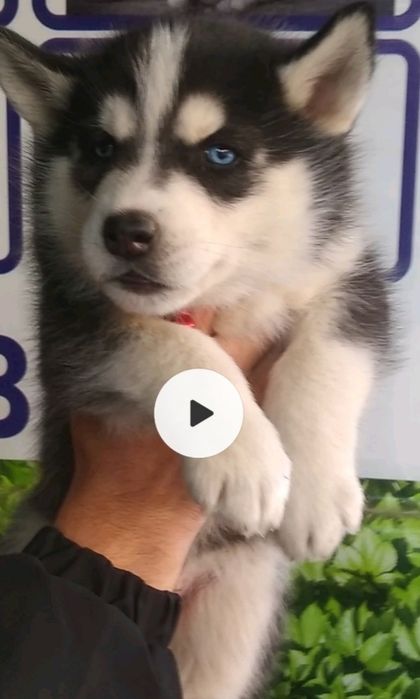 Шеночки хаски чистокровные