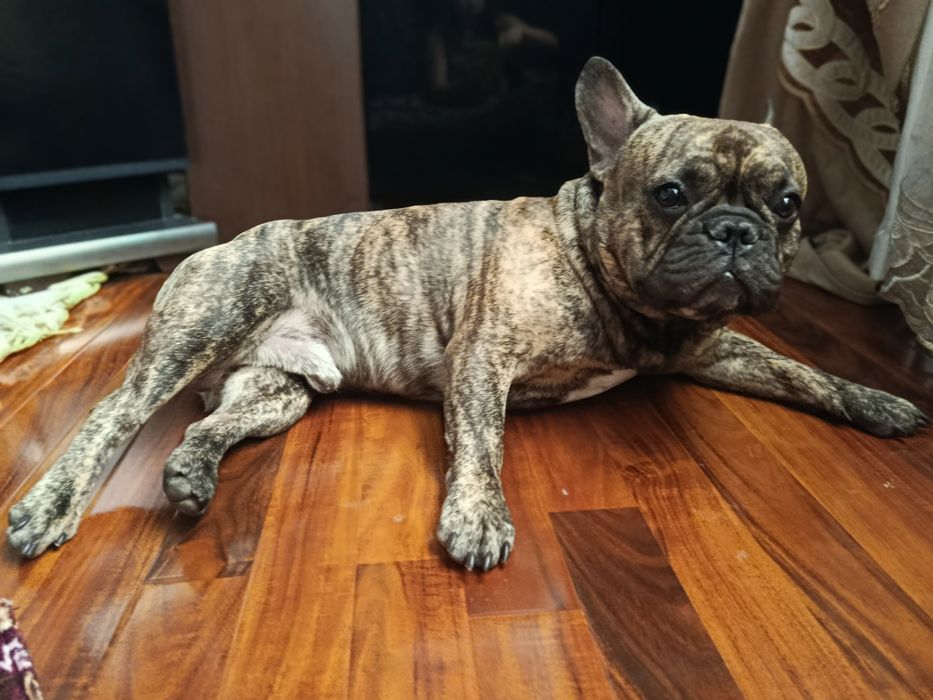 Вязка французский бульдог