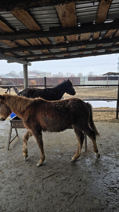 Продам двух жеребят ..