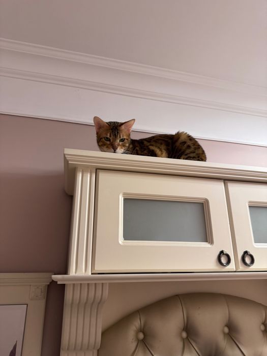 Отдам кошку в добрые руки