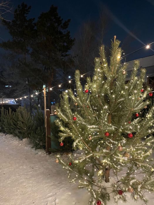 Елка , сосна , елки