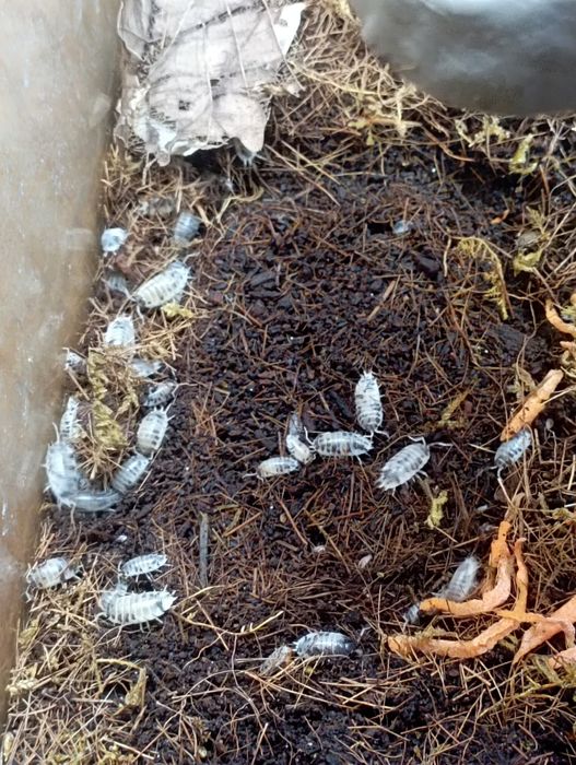 Мокрицы Dairy Cow