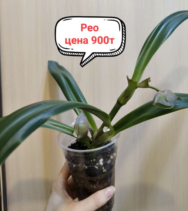 Продам комнатные цветы